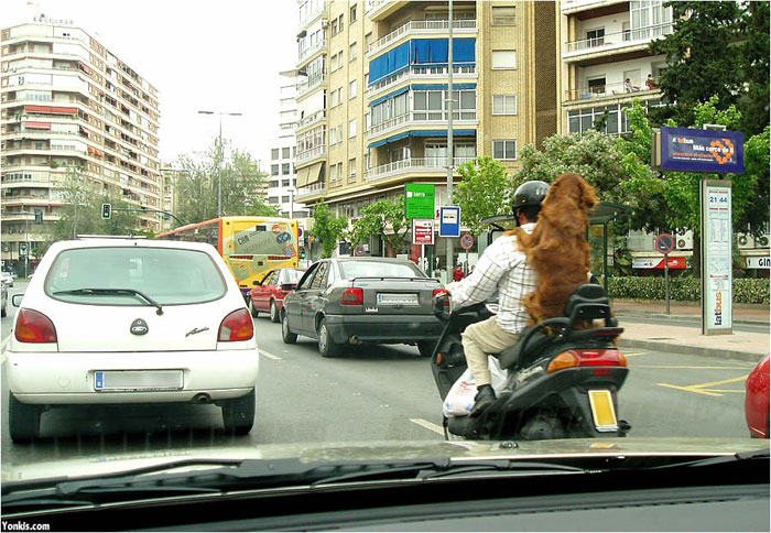 Τετράποδοι αναβάτες