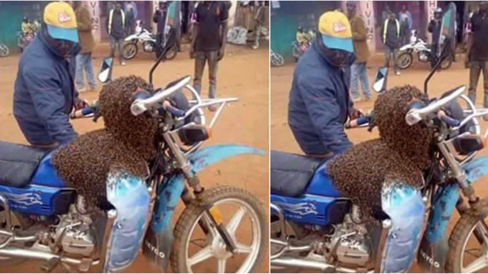 Η εν λόγω μοτοσυκλέτα και οι μέλισσες που την βρήκαν! Αναμφισβήτητα παράξενο γεγονός...