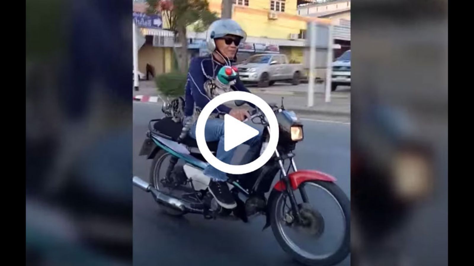 Συνεπιβάτες στην Ταϋλάνδη είναι...οι γάτες!