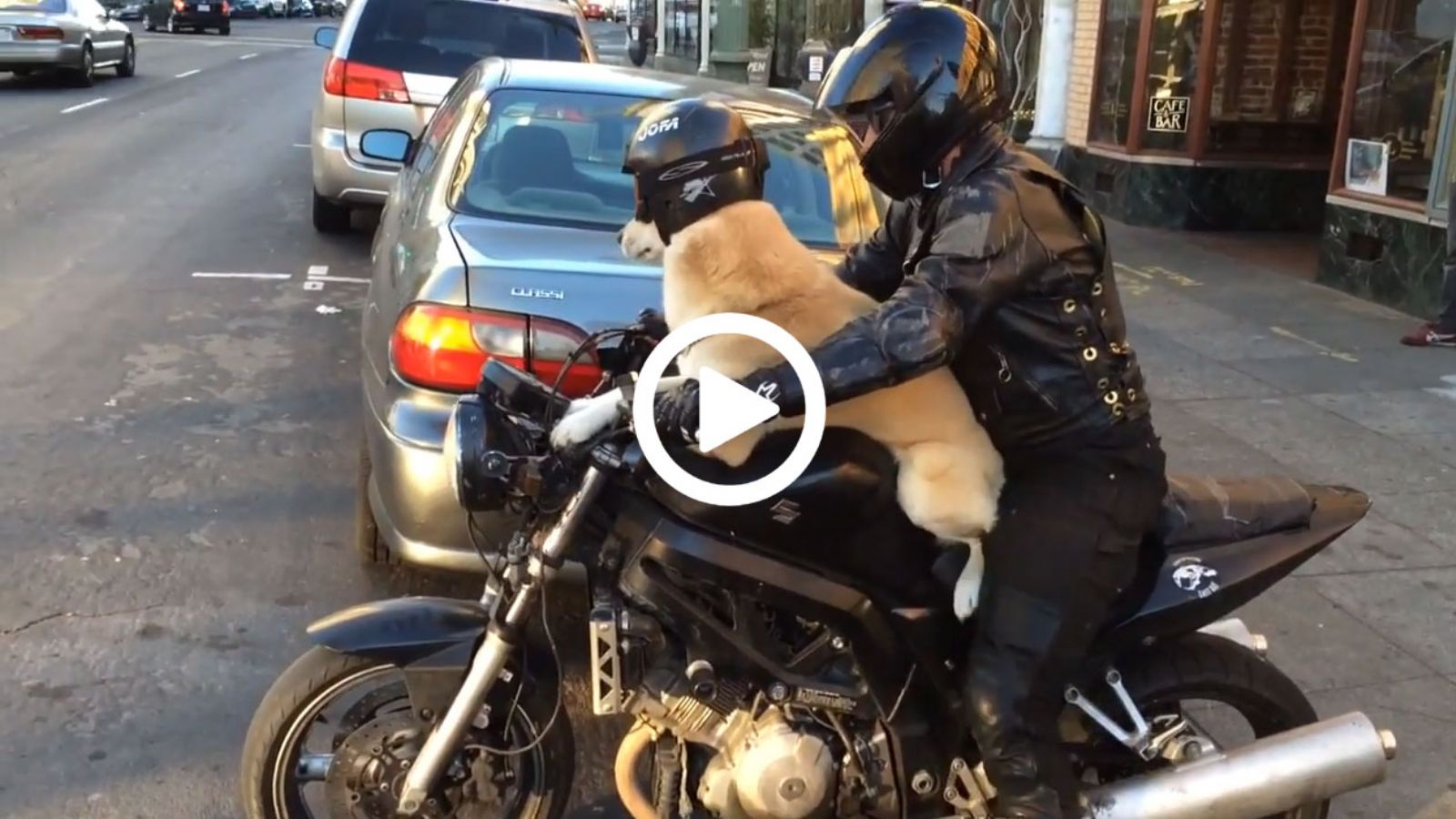 Τετράποδος αναβάτης!