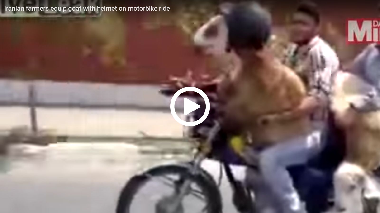 Τετράποδα πάνω σε δύο ρόδες