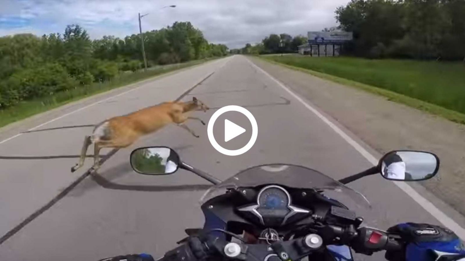 Σύγκρουση με ελάφι