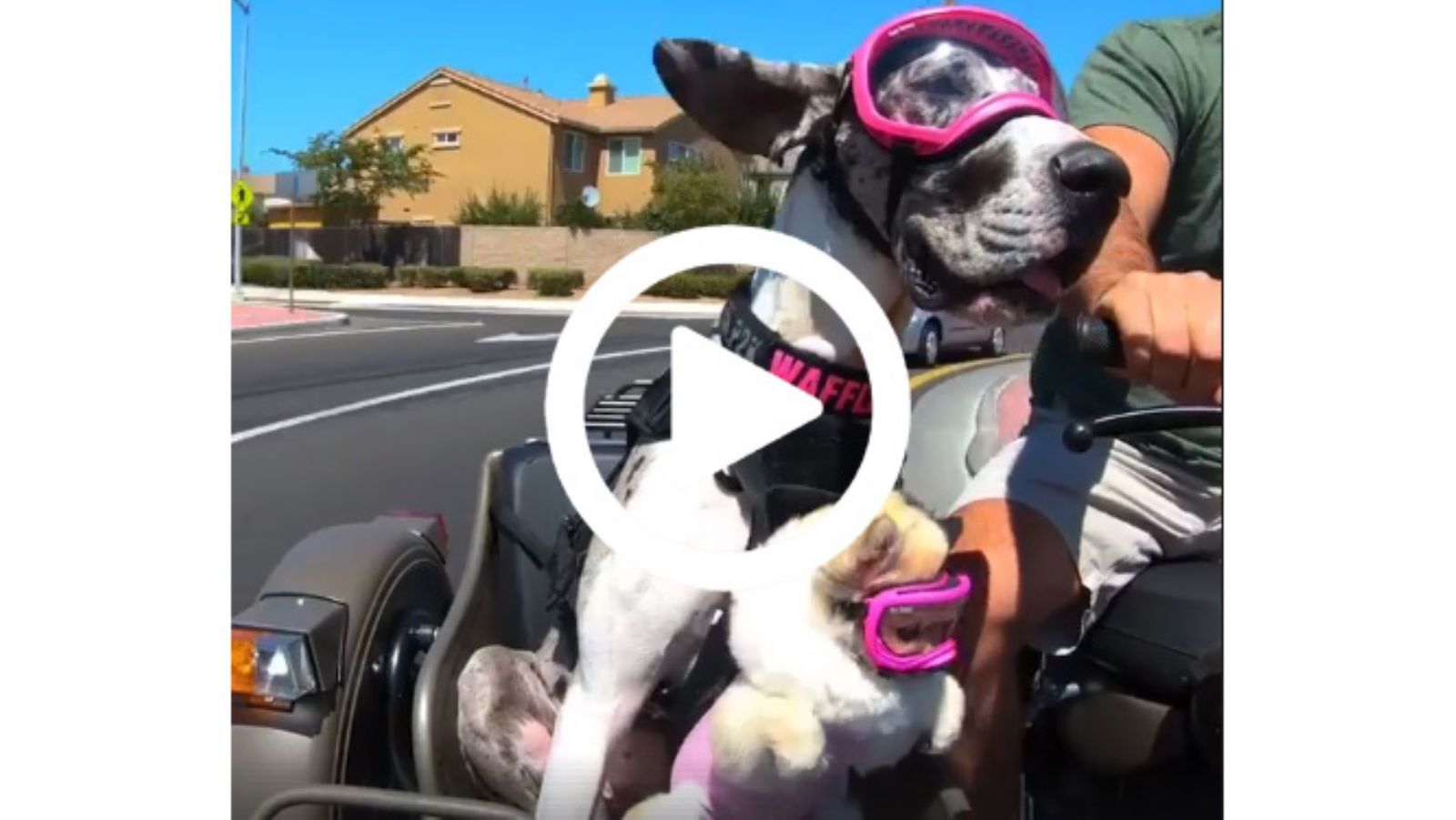 Μια διαφορετική βόλτα για τετράποδους φίλους