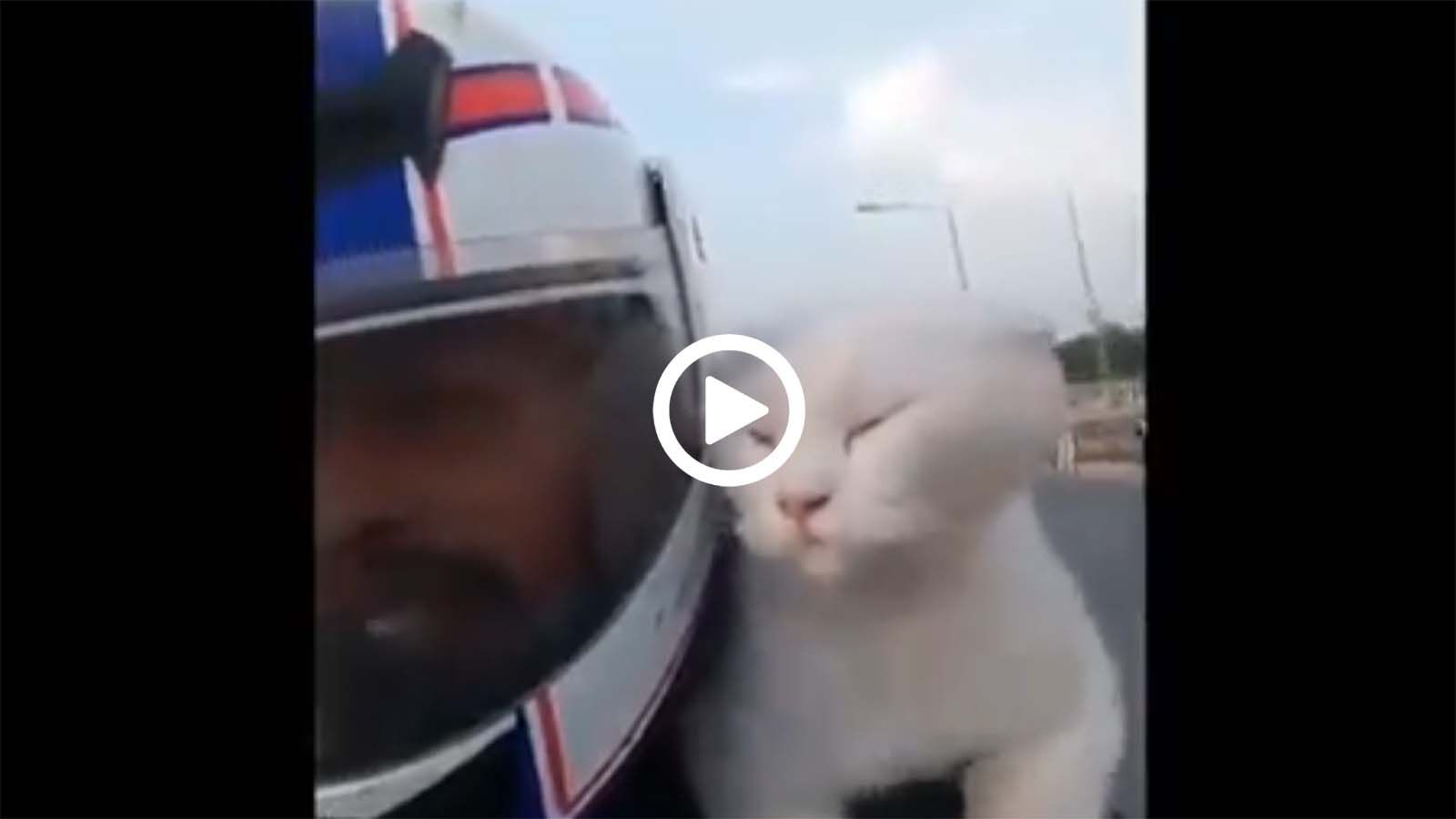 Πήρε το γατάκι του δικάβαλο