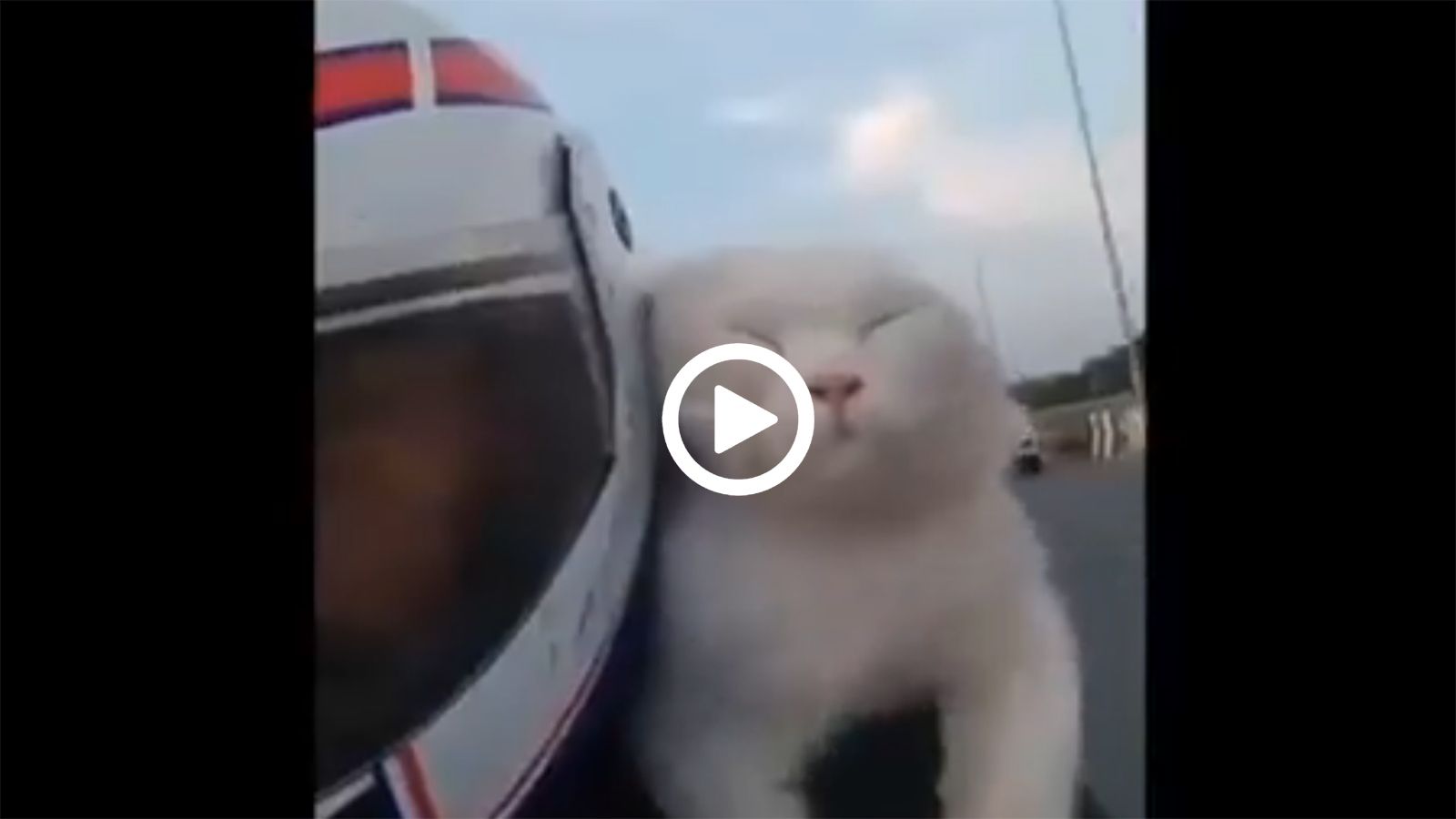 Μοτοσυκλετιστική απόλαυση για...το γατί! 