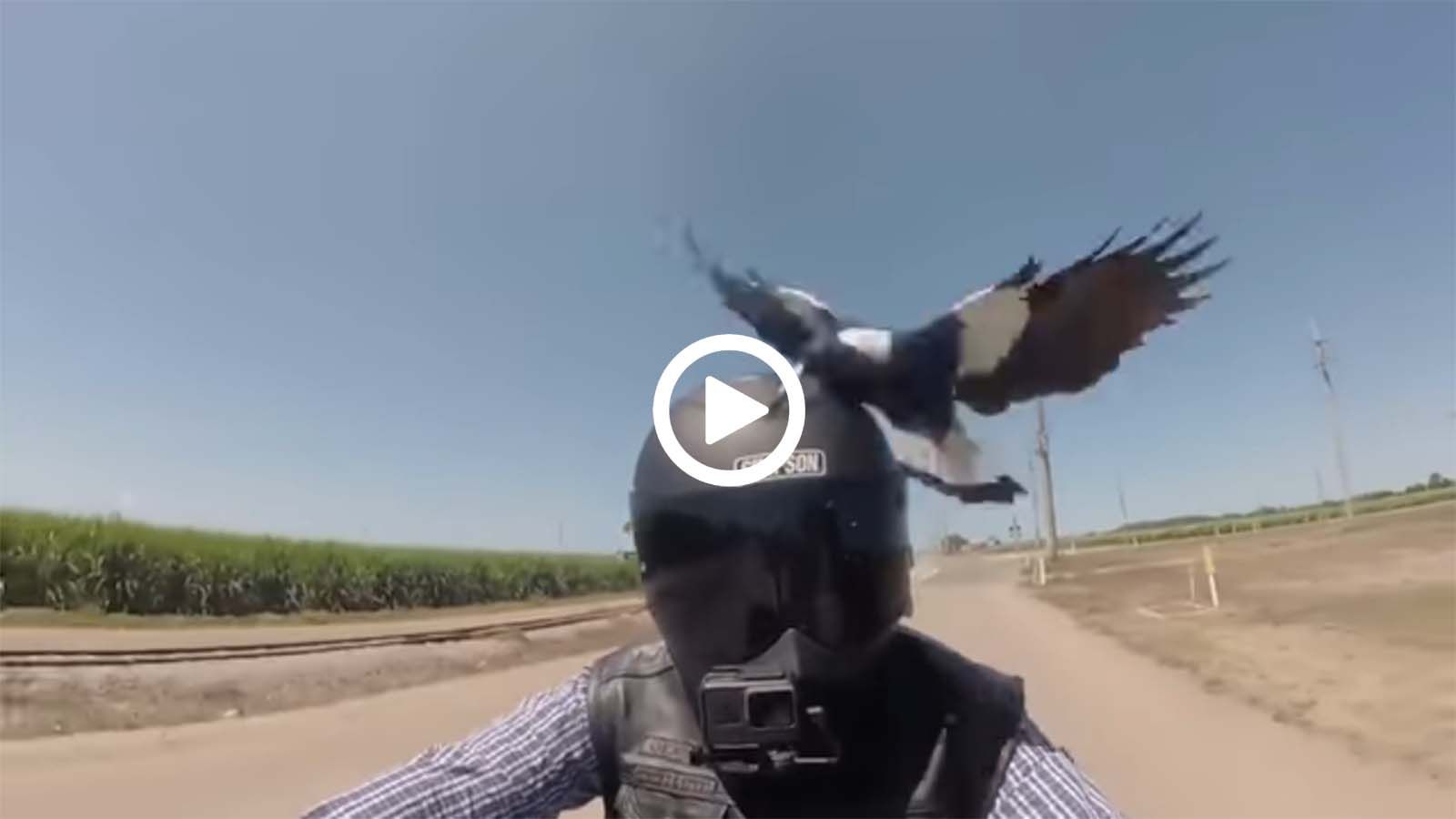 Πουλιά την...πέφτουν σε αναβάτη! 