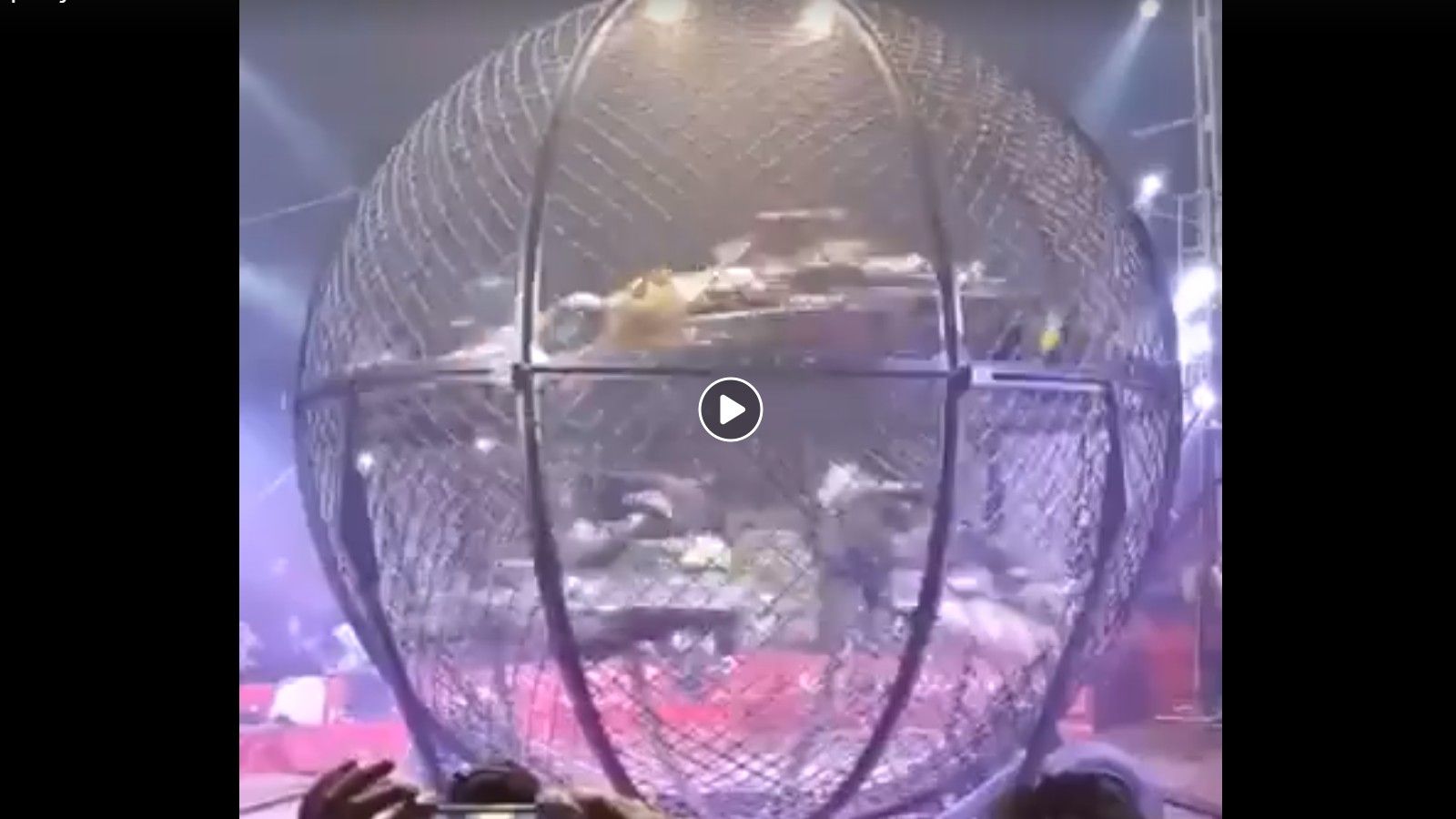 Ακροβατικά στο κλουβί!