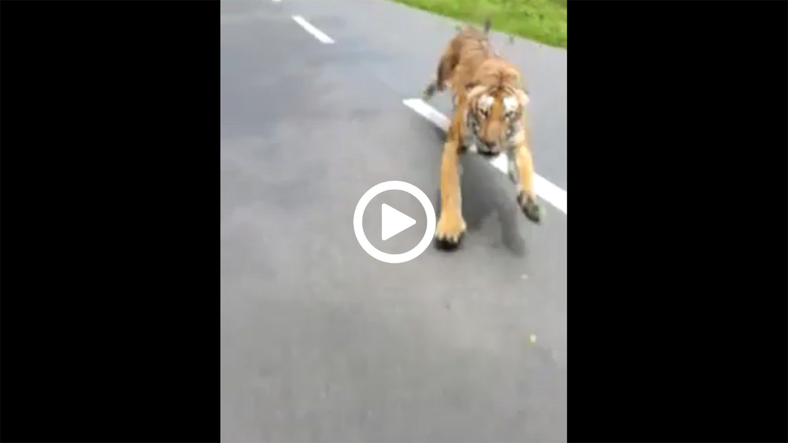 Αναβάτες γλιτώνουν στο τσακ από επίθεση...τίγρης! 