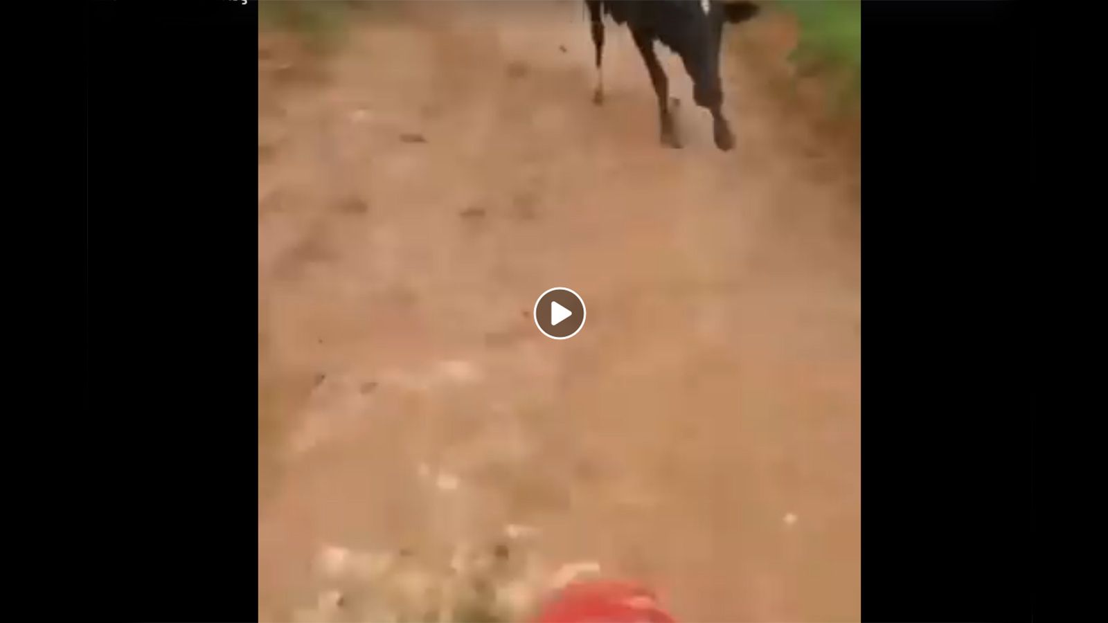 Σούζα...κατακέφαλα με ταύρο!