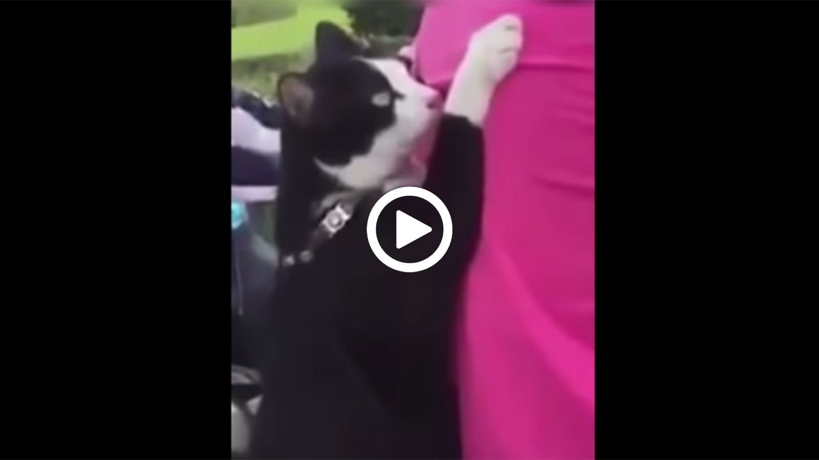 Γάτα «τσιμπάει» δικάβαλο στην πλάτη του αναβάτη!