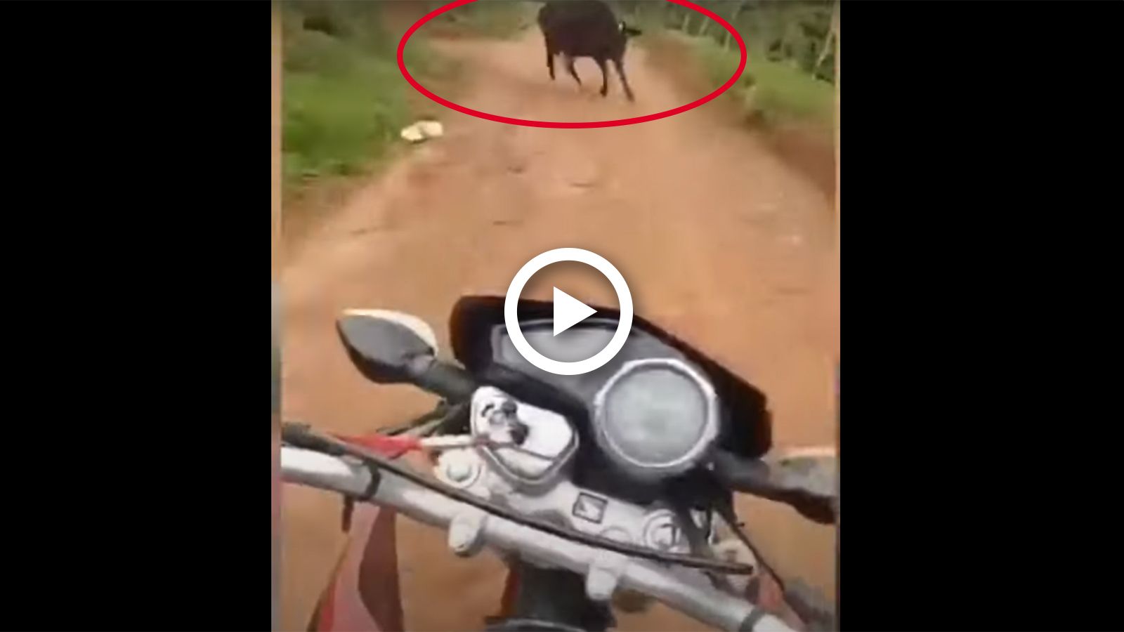 VIDEO: Όταν κάνεις σούζα, προφανώς και δεν θα δεις την αγελάδα!