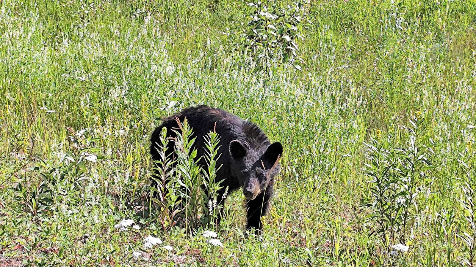 Μετά την άφιξη, η πορεία συνεχίστηκε προς τον οικισμό Eagle Plains, όπου ο ταξιδευτής διανυκτέρευσε εκ νέου στη σκηνή του – πάντα με το σπρέι πι