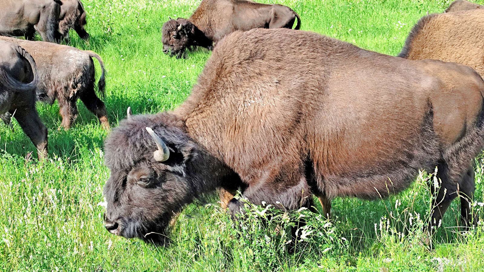 SYM Arctic Route 2025