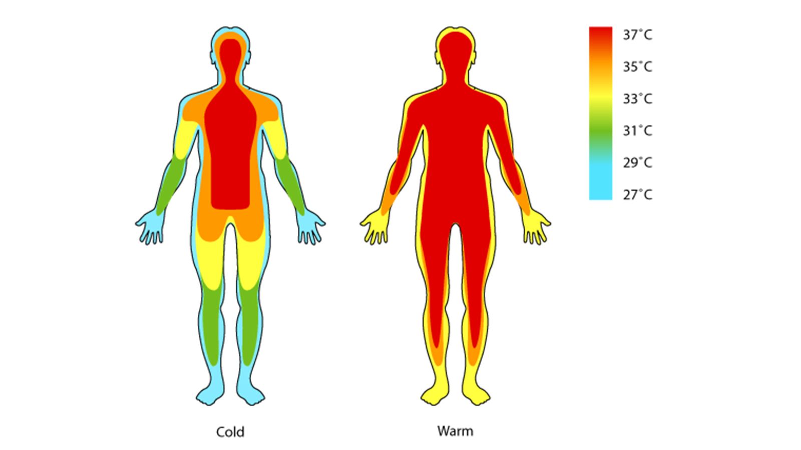 Сильное тепло человека. Терморегуляция тела. Теплообмен организма. Терморегуляция человеческого организма. Регуляция температуры тела человека.