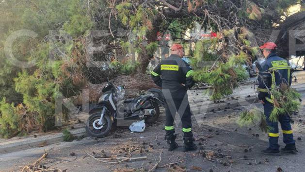 Τραγωδία στην Κρήτη: Νεκρός αναβάτης από πτώση δέντρου 
