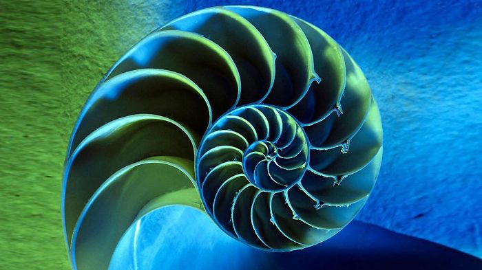 parnis nautilus