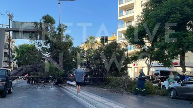 Τραγωδία στην Κρήτη: Νεκρός αναβάτης από πτώση δέντρου 