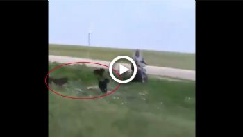 VIDEO: Τον πήρανε τα σκυλιά στο κυνήγι και σαβουριάστηκε
