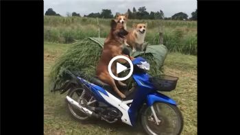 VIDEO: Το είδαμε και αυτό - Σκυλιά «οδηγούν» μηχανάκι