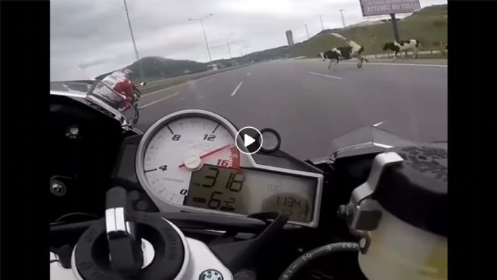 Στενές επαφές με...αγελάδα, στα 320 χλμ/ώρα! Στενές επαφές με...αγελάδα, στα 320 χλμ/ώρα!