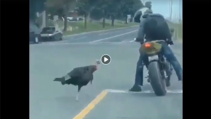 VIDEO: Αναβάτης εναντίον...γαλοπούλας VIDEO: Αναβάτης εναντίον...γαλοπούλας