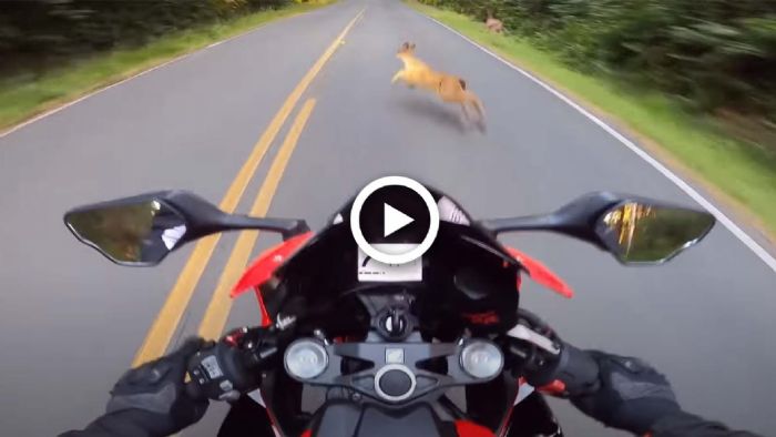 VIDEO: Σοκαριστική πτώση αναβάτη λόγω... ελαφιού VIDEO: Σοκαριστική πτώση αναβάτη λόγω... ελαφιού