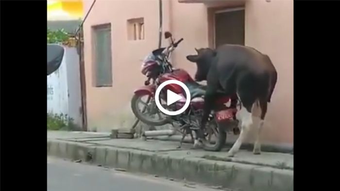 VIDEO: Απόπειρα... «επαφής» ταύρου με μοτοσυκλέτα έχετε δει ποτέ; 